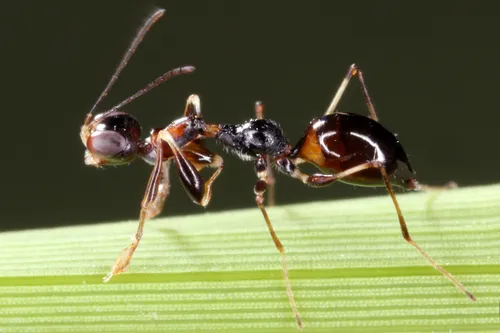 Gonatopus lunatus