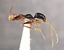 Gonatopus paraleptias