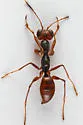 Gonatopus torvus