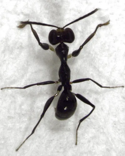 Gonatopus zealandicus