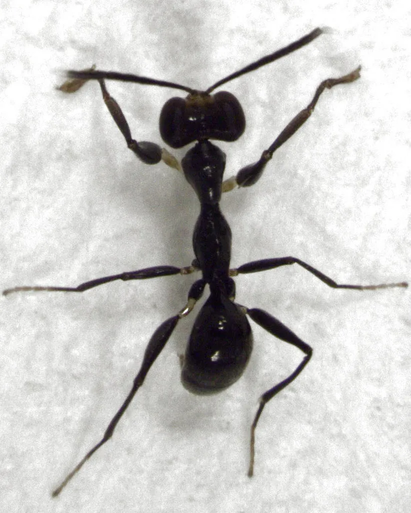 Gonatopus zealandicus - photo 2