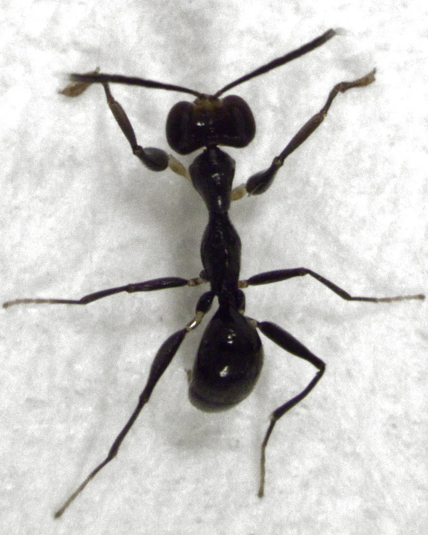 Gonatopus zealandicus - photo 3