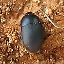 Gondwanocrypticus obsoletus - Gondwanocrypticus obsoletus