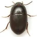 Gondwanocrypticus obsoletus - photo 2