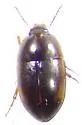 Gondwanocrypticus pictus