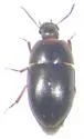 Gondwanocrypticus pictus - photo 2