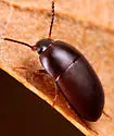 Gondwanocrypticus platensis