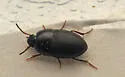 Gondwanocrypticus platensis - photo 3