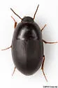 Gondwanocrypticus platensis - photo 4