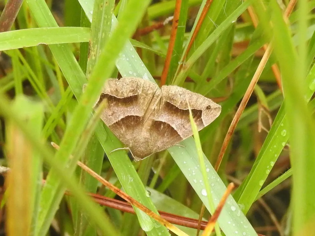 Consobrina Darkwing Moth - Hodges#8724 - photo 2
