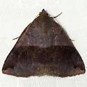 Gondysia similis - Hodges#8725 - photo 2