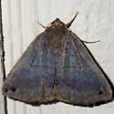 Gondysia similis - Hodges#8725 - photo 3