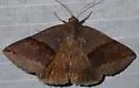 Gondysia similis - Hodges#8725 - photo 4