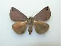 Gondysia similis - Hodges#8725 - photo 5