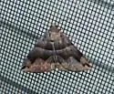 Smith's Darkwing Moth - Hodges#8726