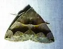 Smith's Darkwing Moth - Hodges#8726 - photo 2