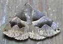 Smith's Darkwing Moth - Hodges#8726 - photo 3