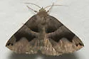 Smith's Darkwing Moth - Hodges#8726 - photo 4