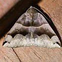 Smith's Darkwing Moth - Hodges#8726 - photo 5