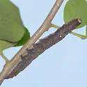 Gondysia telma - Hodges#8726.1