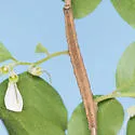Gondysia telma - Hodges#8726.1 - photo 2