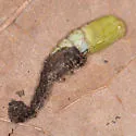 Gondysia telma - Hodges#8726.1 - photo 3