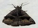 Gondysia telma - Hodges#8726.1 - photo 4