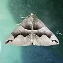 Gondysia telma - Hodges#8726.1 - photo 5