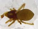 Goneatara nasuta