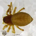 Goneatara nasuta - photo 3