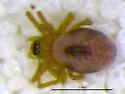 Goneatara platyrhinus
