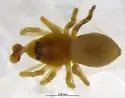 Goneatara platyrhinus - photo 2