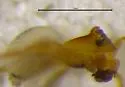 Goneatara platyrhinus - photo 3