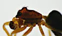 Goneatara plausibilis - photo 2