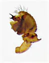Goneatara plausibilis - photo 3