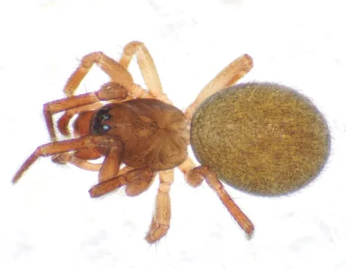 Gongylidiellum vivum
