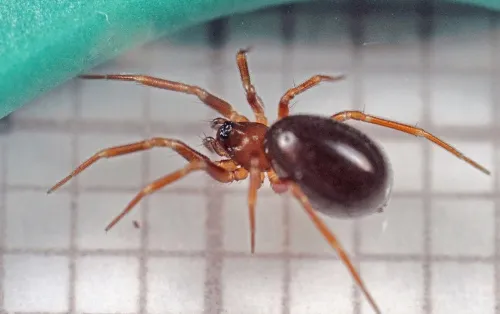 Gongylidium rufipes