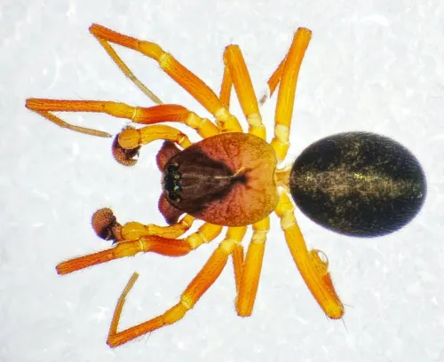Gongylidium rufipes - photo 2