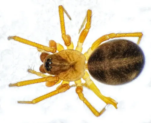 Gongylidium rufipes - photo 3