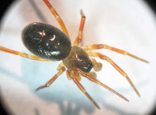 Gongylidium rufipes - photo 4