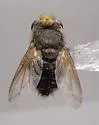 Gonia brevipulvilli