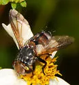 Gonia crassicornis