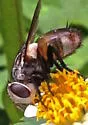 Gonia crassicornis - photo 3