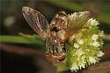 Gonia crassicornis - photo 5