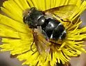 Gonia frontosa