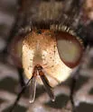 Gonia frontosa - photo 4