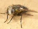 Gonia fuscicollis