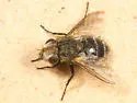 Gonia fuscicollis - photo 2