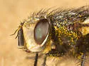 Gonia fuscicollis - photo 3