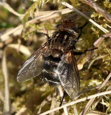 Gonia picea - photo 2